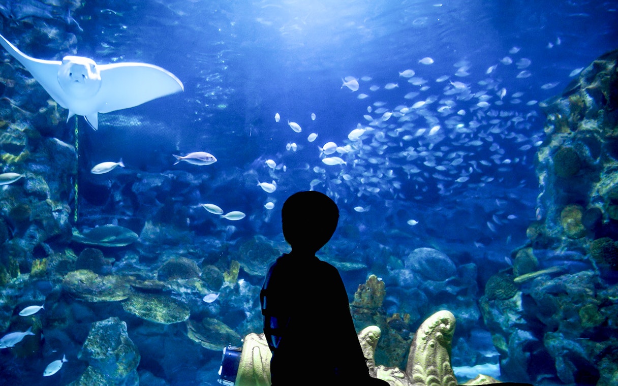 Boy observing fish and a ray at Istanbul Aquarium.