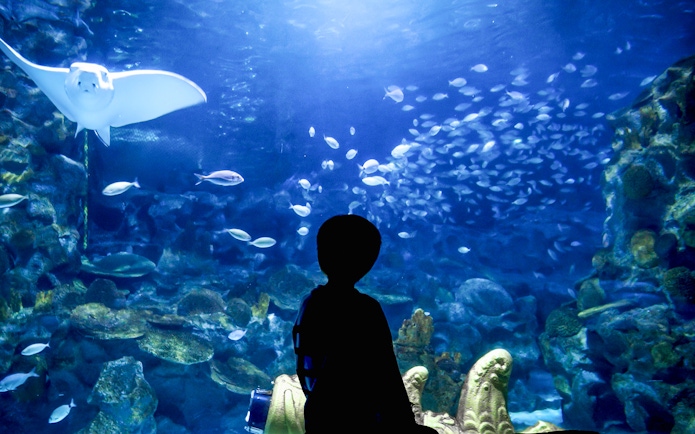Boy observing fish and a ray at Istanbul Aquarium.