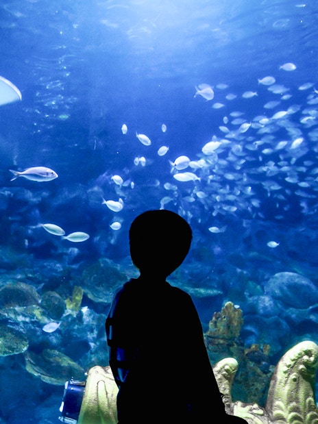 Boy observing fish and a ray at Istanbul Aquarium.