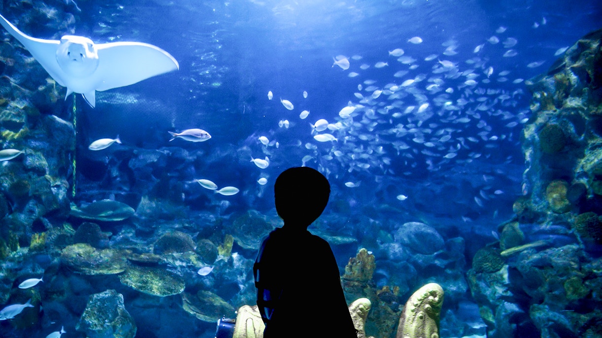 Boy observing fish and sharks at Istanbul Aquarium.