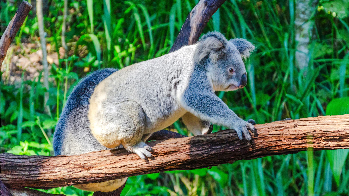 Koala bear climbing a branch at Kuranda Koala Gardens, Queensland, Australia.
