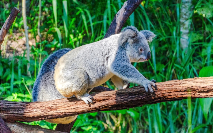 Koala bear climbing a branch at Kuranda Koala Gardens, Queensland, Australia.