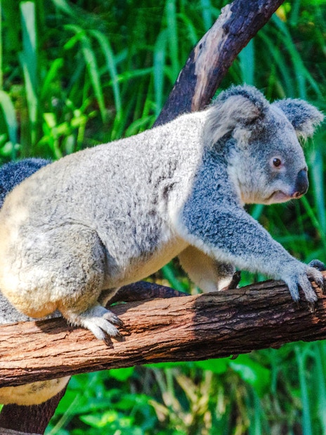 Koala bear climbing a branch at Kuranda Koala Gardens, Queensland, Australia.
