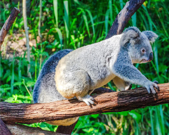 Kuranda Koala Gardens Ticket