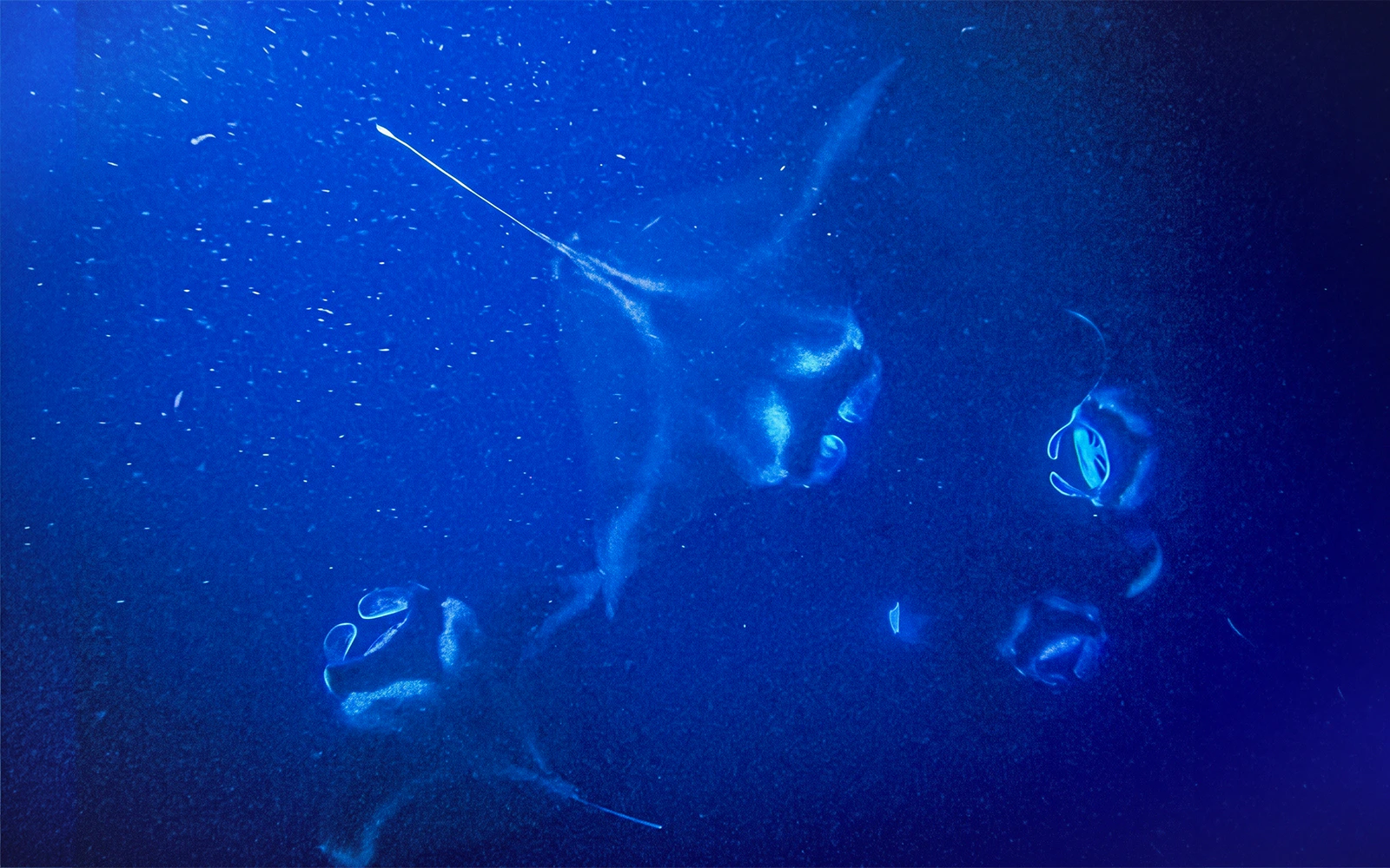 Manta rays illuminated by high beam light at night in deep blue water.