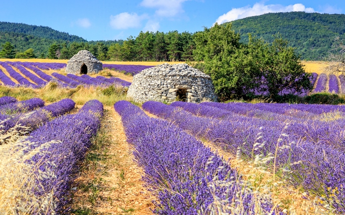 Lavender fields with stone huts in Sault, France.