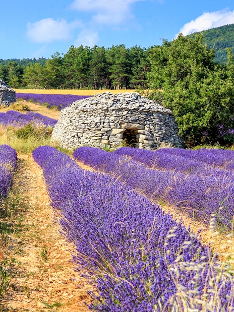 Lavender fields with stone huts in Sault, France.