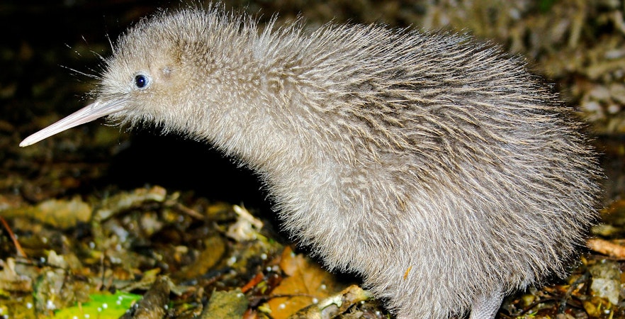 Rezervația Willowbank Wildlife