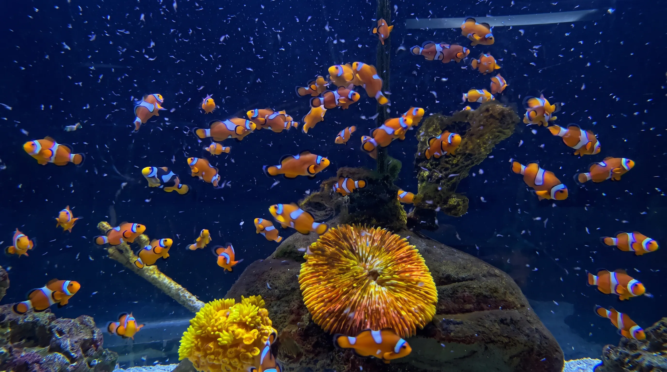 Clownfish swimming around coral reef at Istanbul Aquarium.
