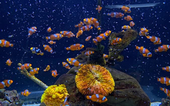 Clownfish swimming around coral reef at Istanbul Aquarium.