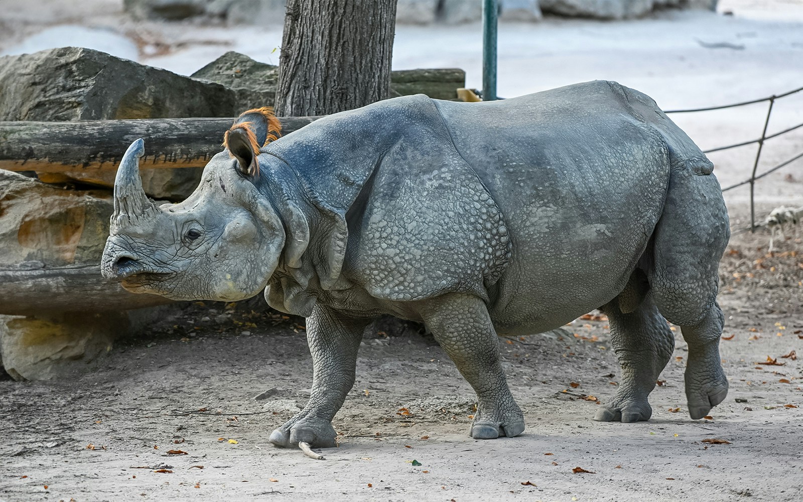 Indian one-horned rhinoceros walking at Schönbrunn Zoo.