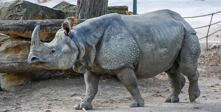 Tiergarten Schoenbrunn Zoo