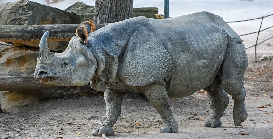 Tiergarten Schoenbrunn Zoo