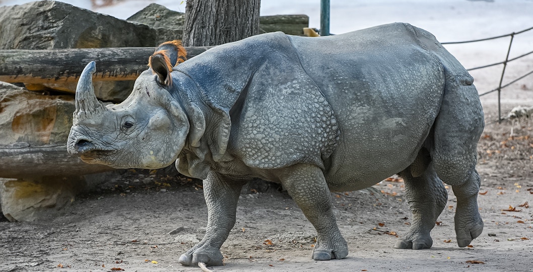 Tiergarten Schoenbrunn Zoo
