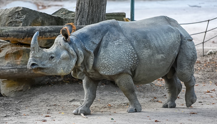 Schonbrunn Zoo animals