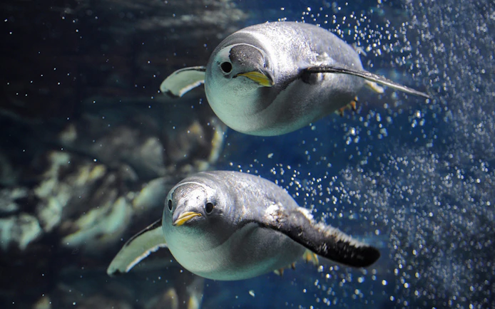 Penguins swimming underwater at Genoa Aquarium.