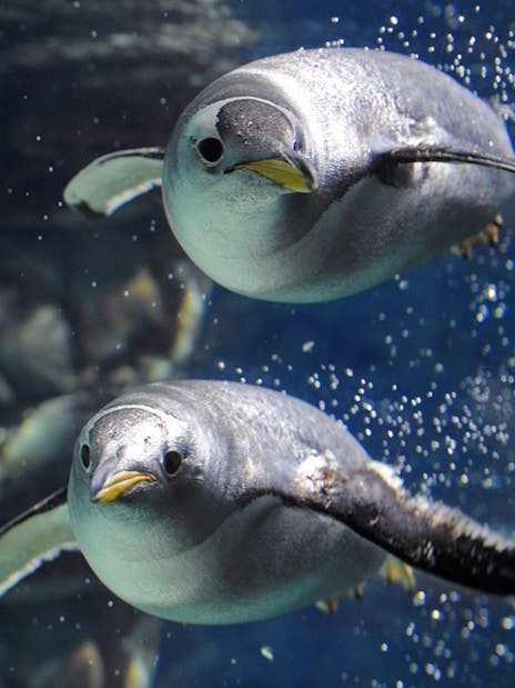 Penguins swimming underwater at Genoa Aquarium.