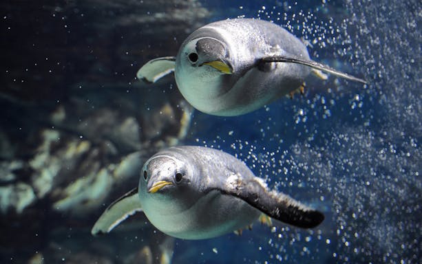 Penguins swimming underwater at Genoa Aquarium.