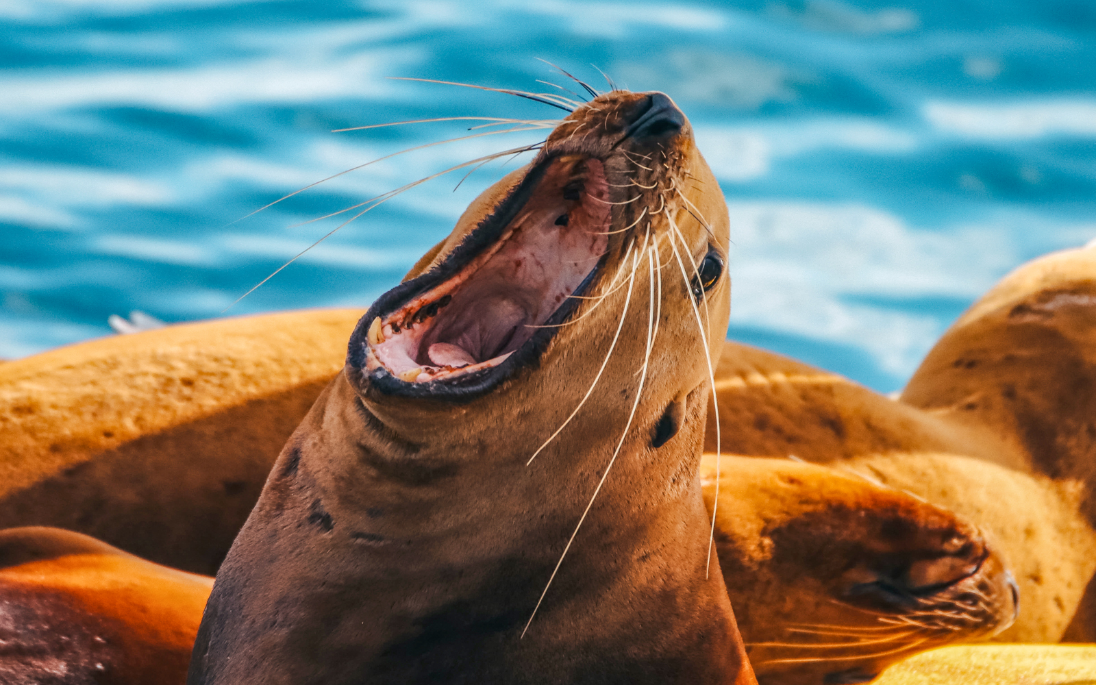 Sea lion with open mouth near water.