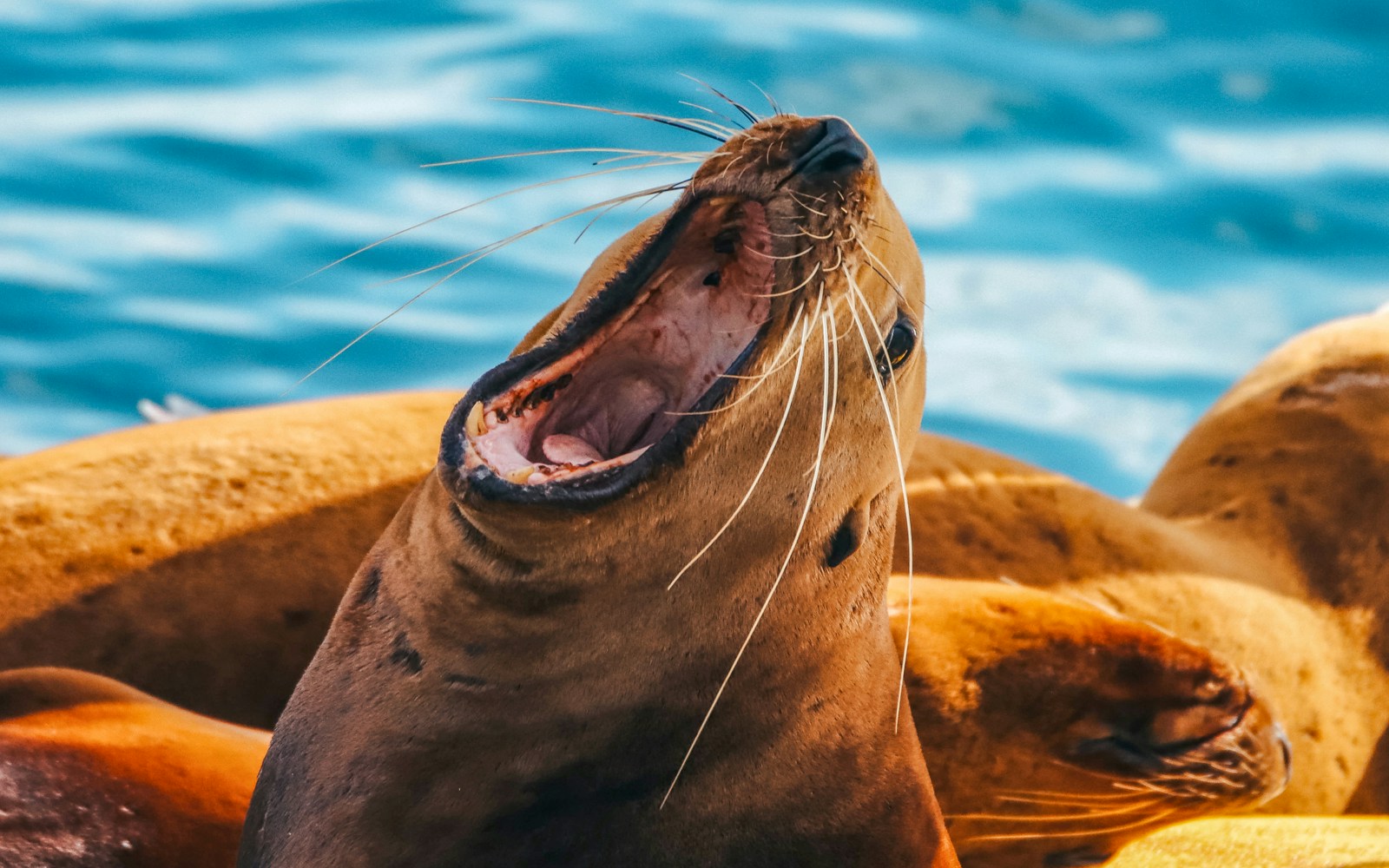 Sea lion resting on a rock during Vancouver sunset whale watching tour.