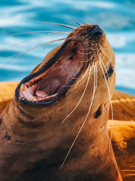 Sea lion with open mouth near water.