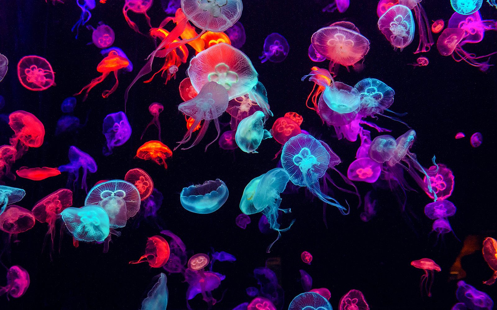 Colorful jellyfish display at Paris Aquarium.
