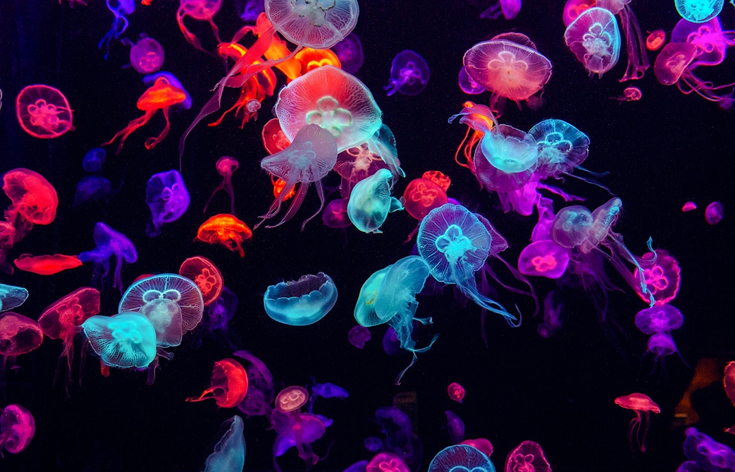 Colorful jellyfish display at Paris Aquarium.