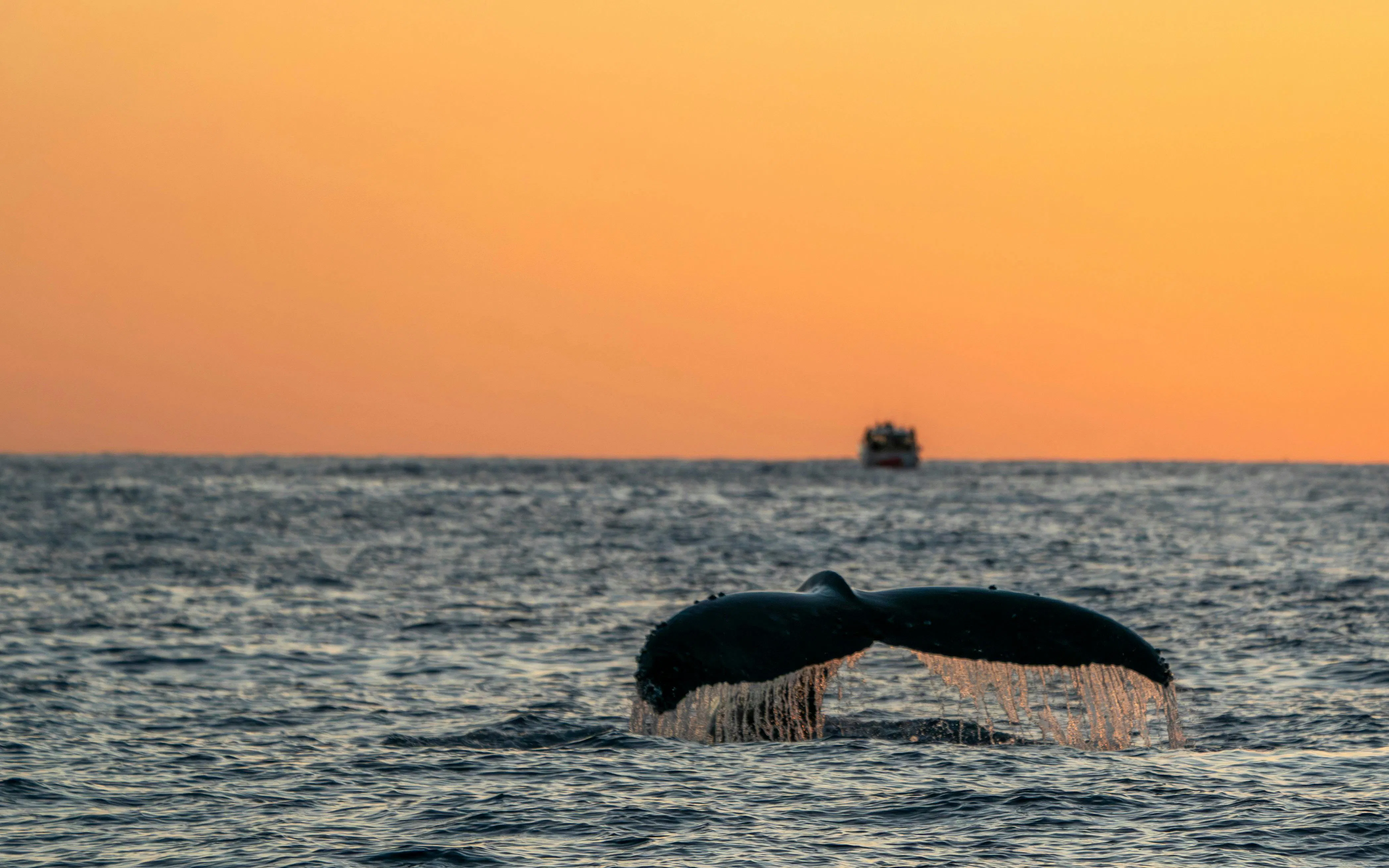 Humpback whale tail diving at sunset in Madeira ocean.