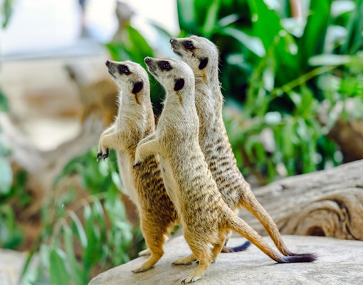 Ocean Park Hong Kong - Whiskers Harbour