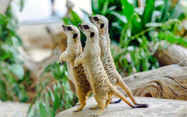 Ocean Park Hong Kong - Whiskers Harbour