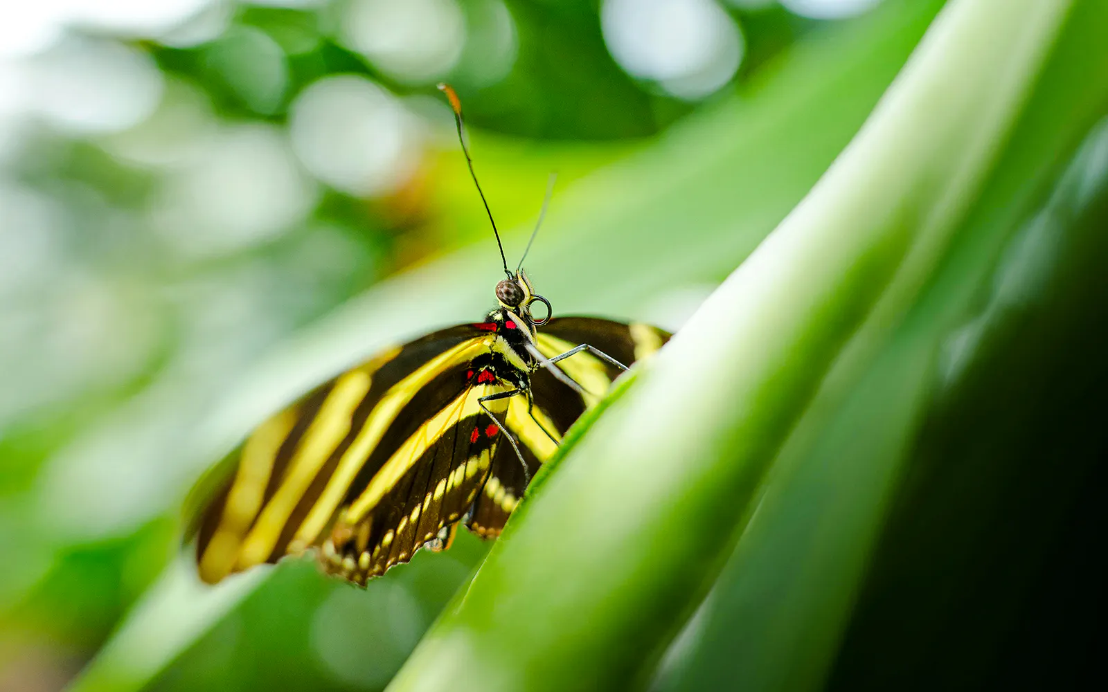 Butterfly on leaf at Niagara Falls Butterfly Conservatory, Canada.