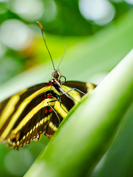 Butterfly on leaf at Niagara Falls Butterfly Conservatory, Canada.