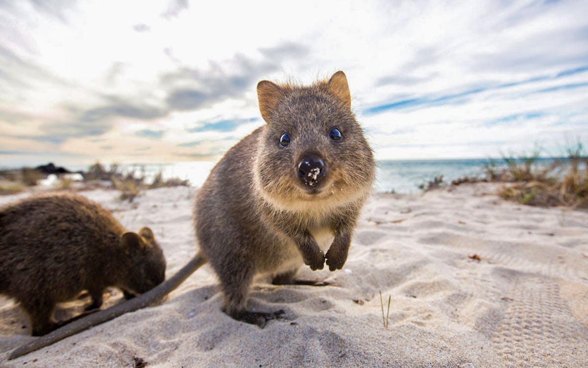 rottnest fast ferries round-trip tickets: rottnest island to/from perth or fremantle-4 rottnest fast ferries round-trip tickets: rottnest island to/from perth or fremantle-4