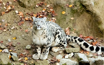 Snow leopard resting on rocky terrain at Zurich Zoo.