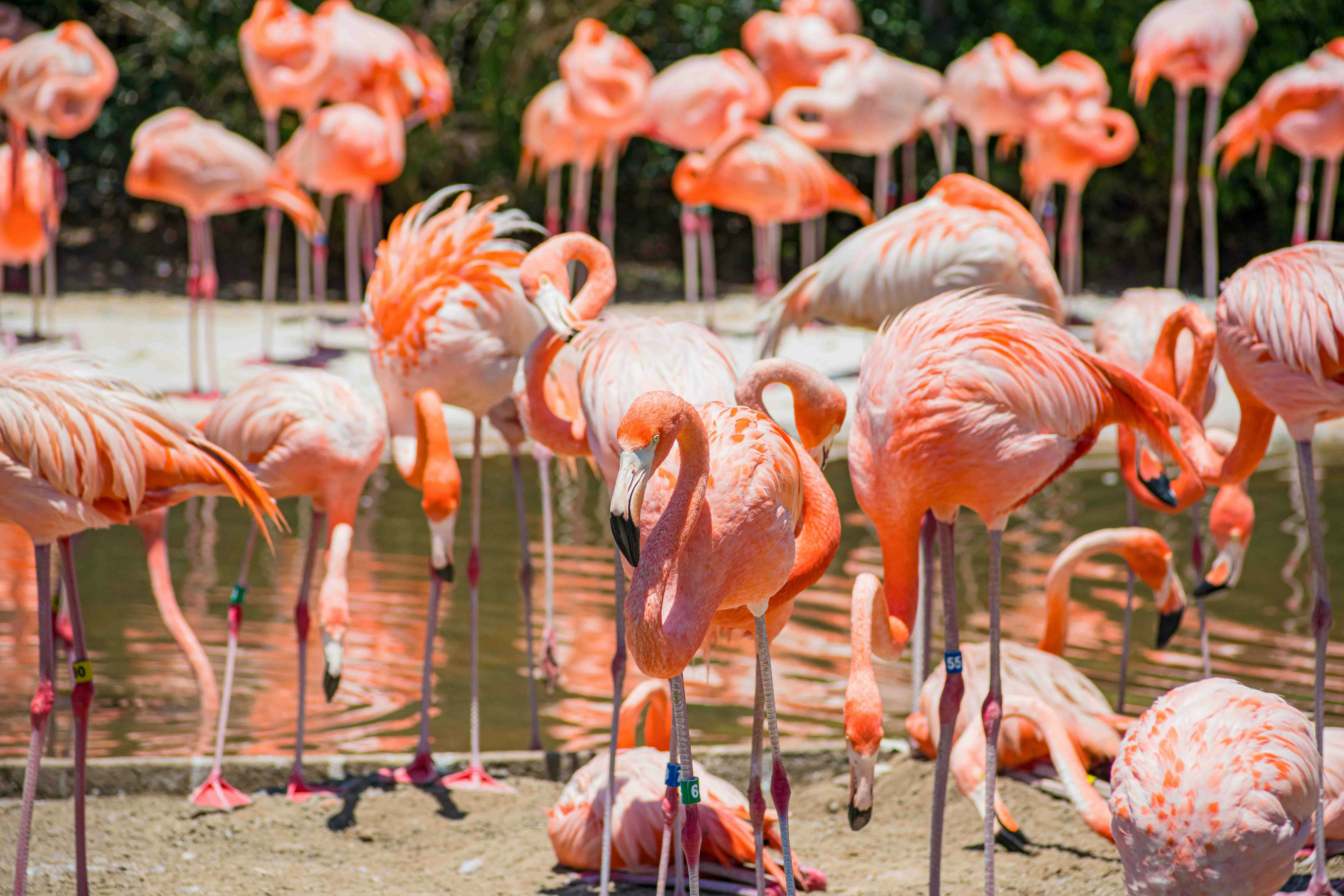 Flamingos gathered by a pond