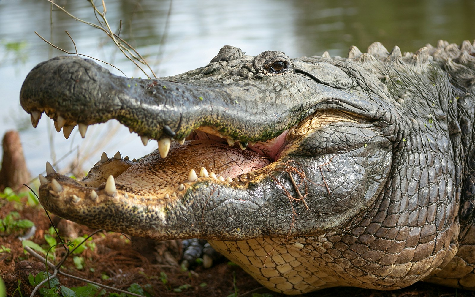 Nile crocodiles at Gatorland