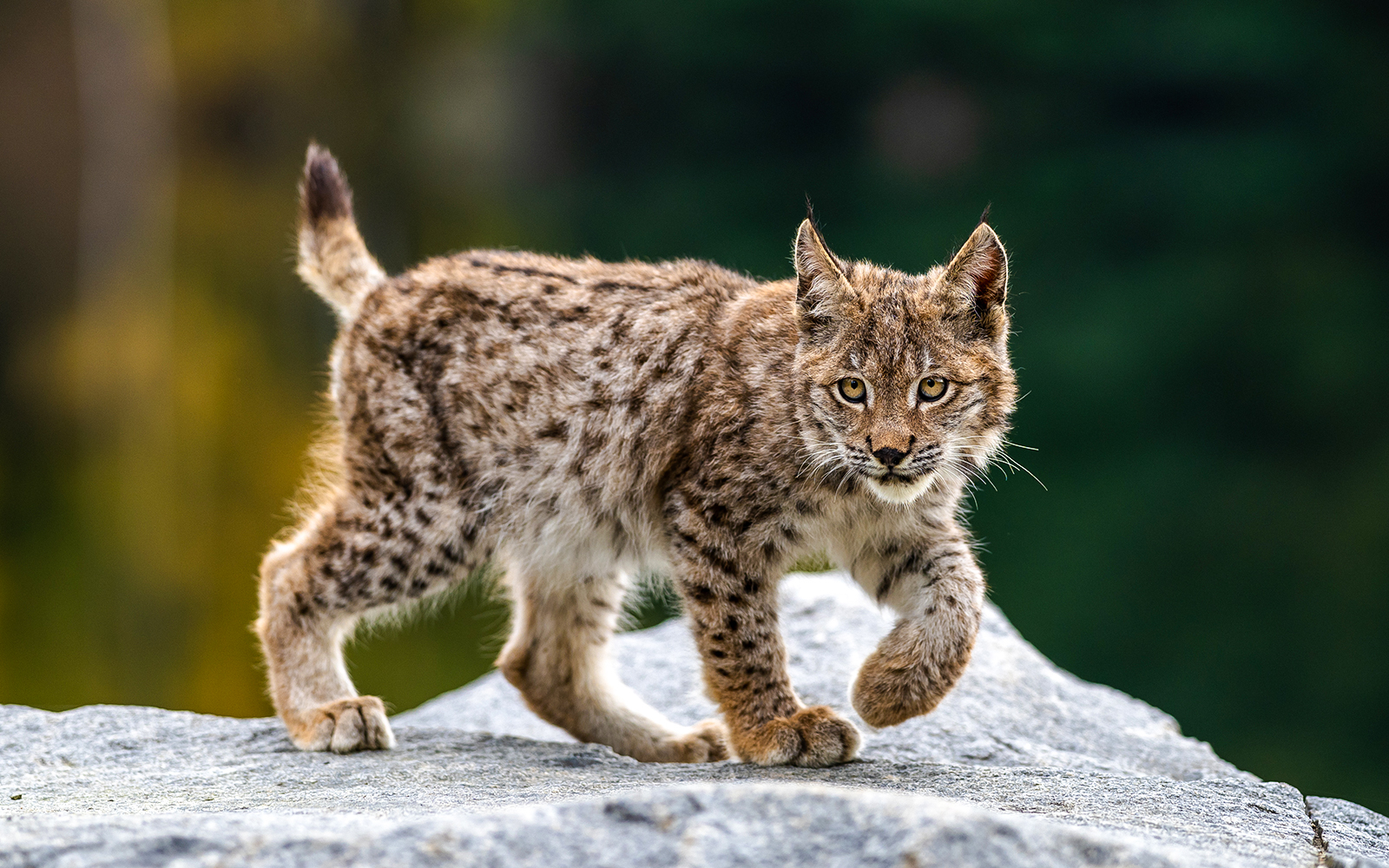 7. A wildlife sanctuary in disguise