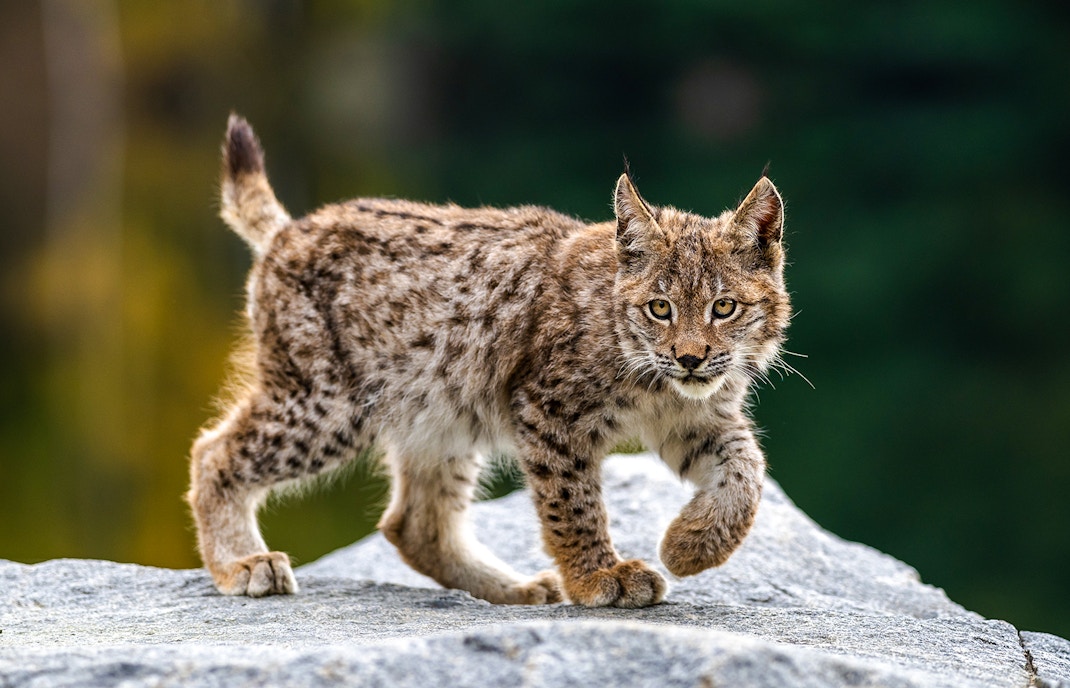 7. A wildlife sanctuary in disguise