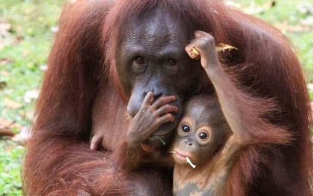 Orangutan mother and baby at Bukit Merah Orang Utan Island Foundation, Malaysia.