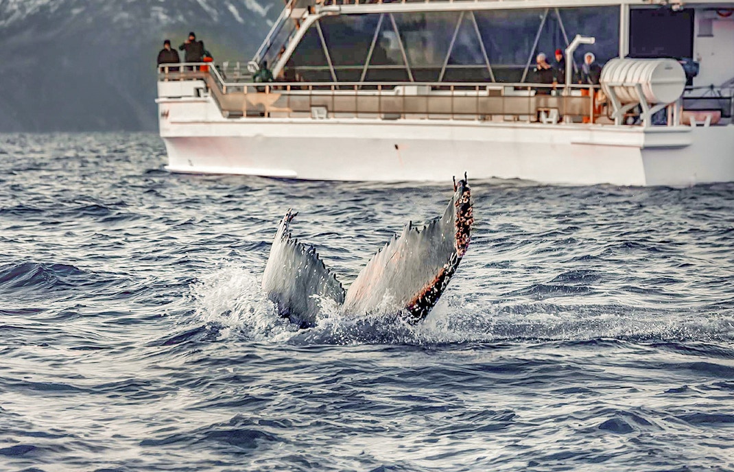 Whale tail near boat on Arctic fjord cruise from Tromso.