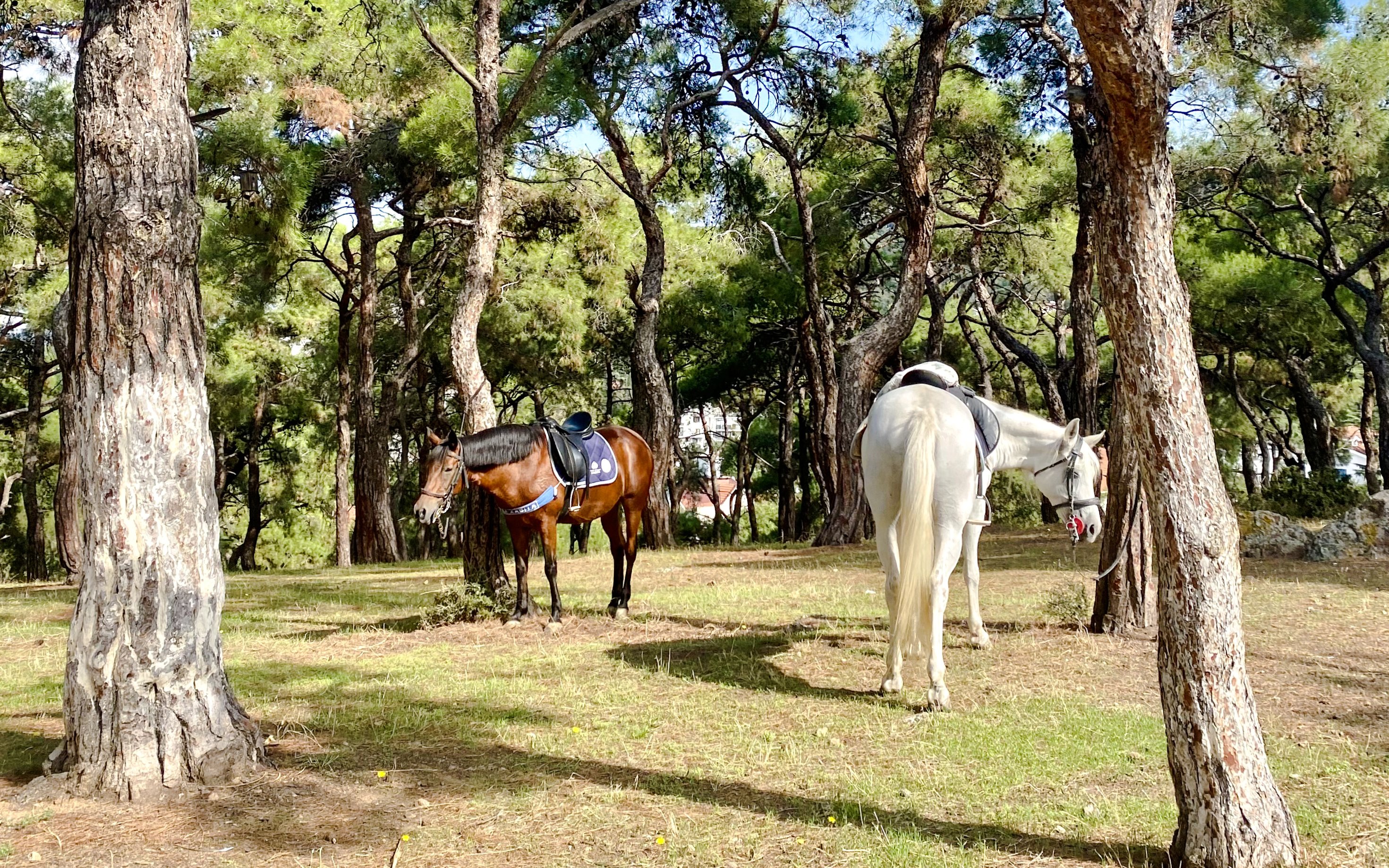 Horses grazing in a forest on Princes Island, Istanbul.