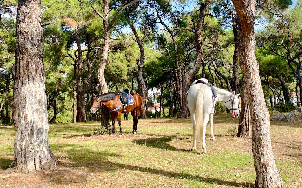 Horses grazing in a forest on Princes Island, Istanbul.