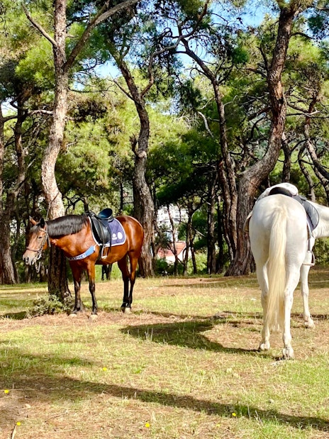Horses grazing in a forest on Princes Island, Istanbul.