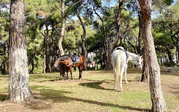 Horses grazing in a forest on Princes Island, Istanbul.