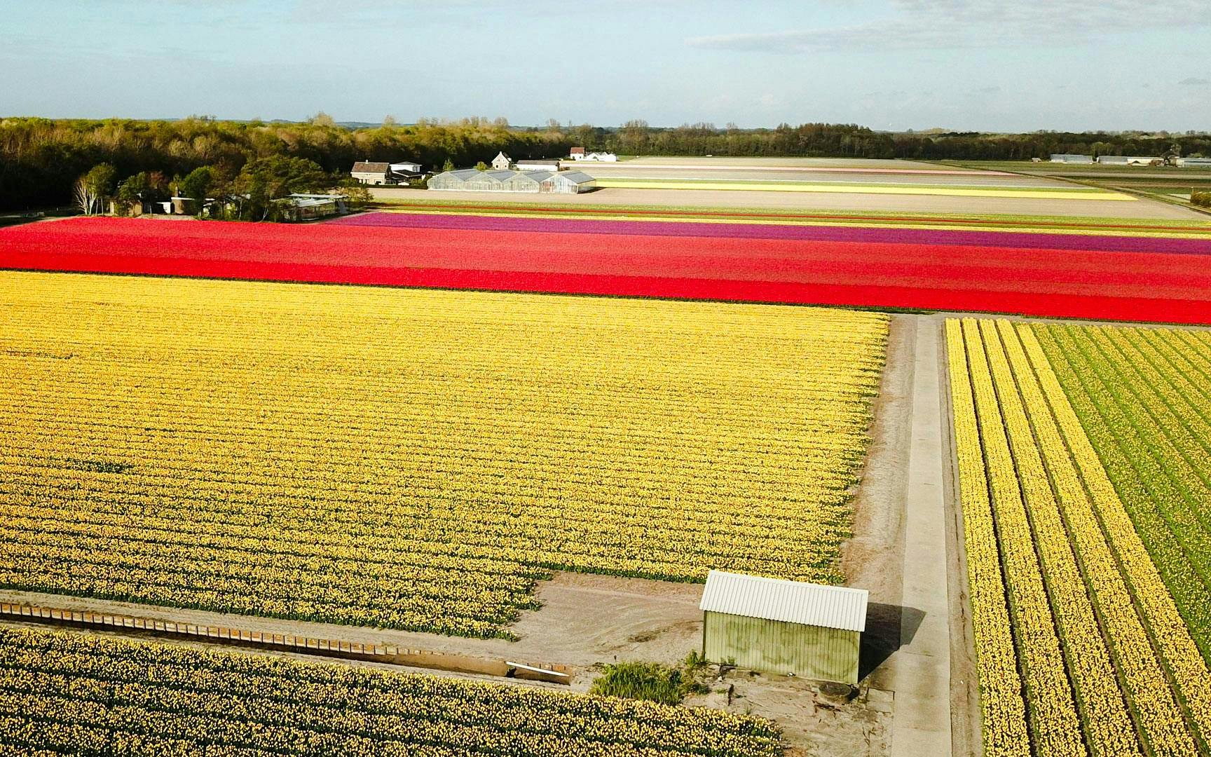 Tulip fields in Keukenhof with vibrant red and yellow rows stretching to the horizon.
