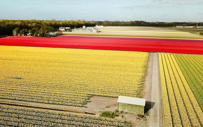 Tulip fields in Keukenhof with vibrant red and yellow rows stretching to the horizon.
