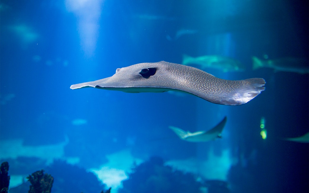 Stingray swimming in Oceanário de Lisboa, Lisbon.