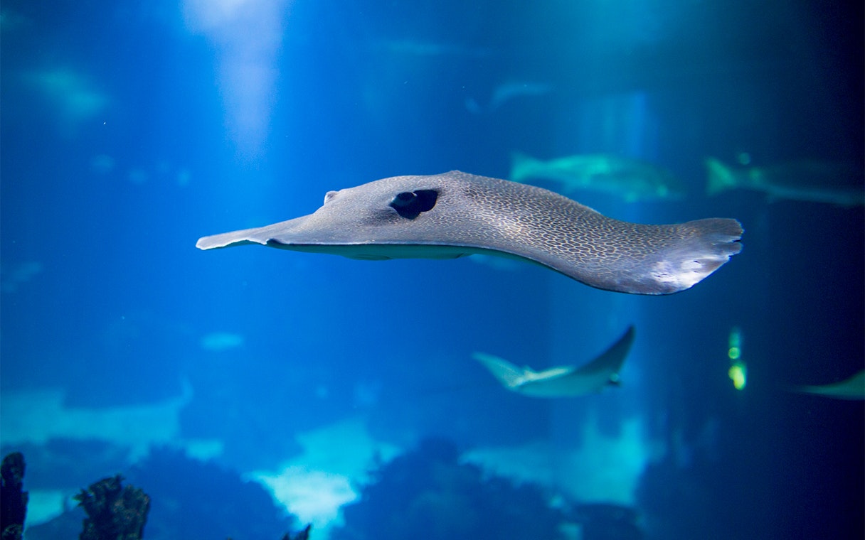 Stingray swimming in Oceanário de Lisboa, Lisbon.