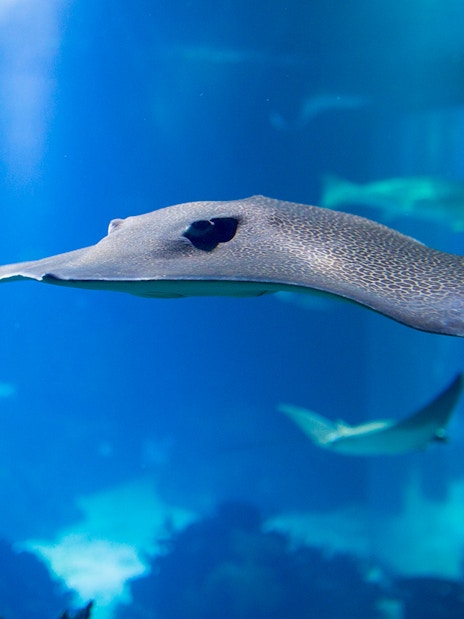 Stingray swimming in Oceanário de Lisboa, Lisbon.