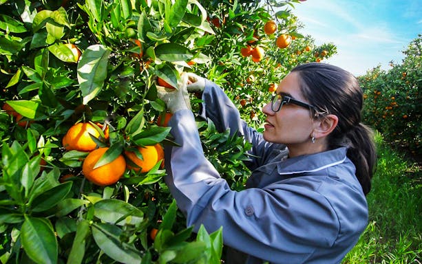 Person picking oranges in Algarve orchard during guided tour.